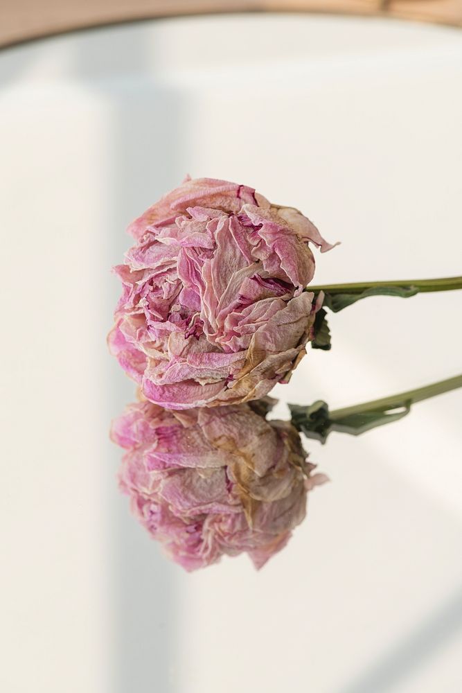 Dried pink peony flower on a round mirror