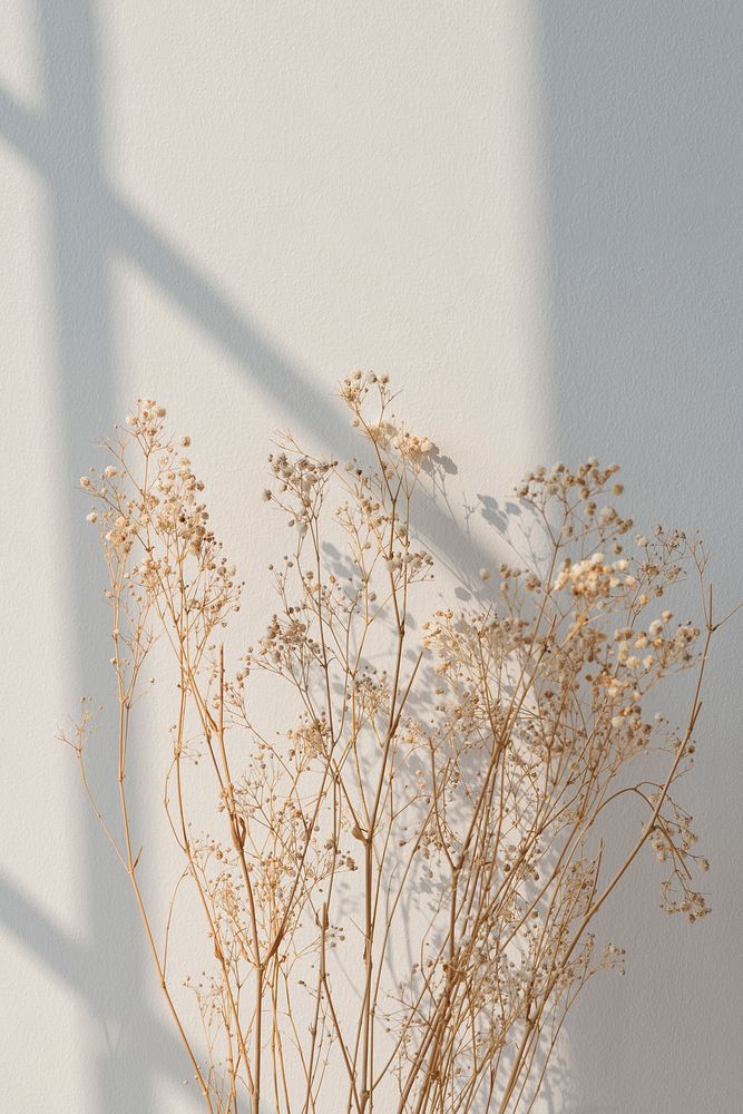 Dried gypsophila with window shadow on a beige wall