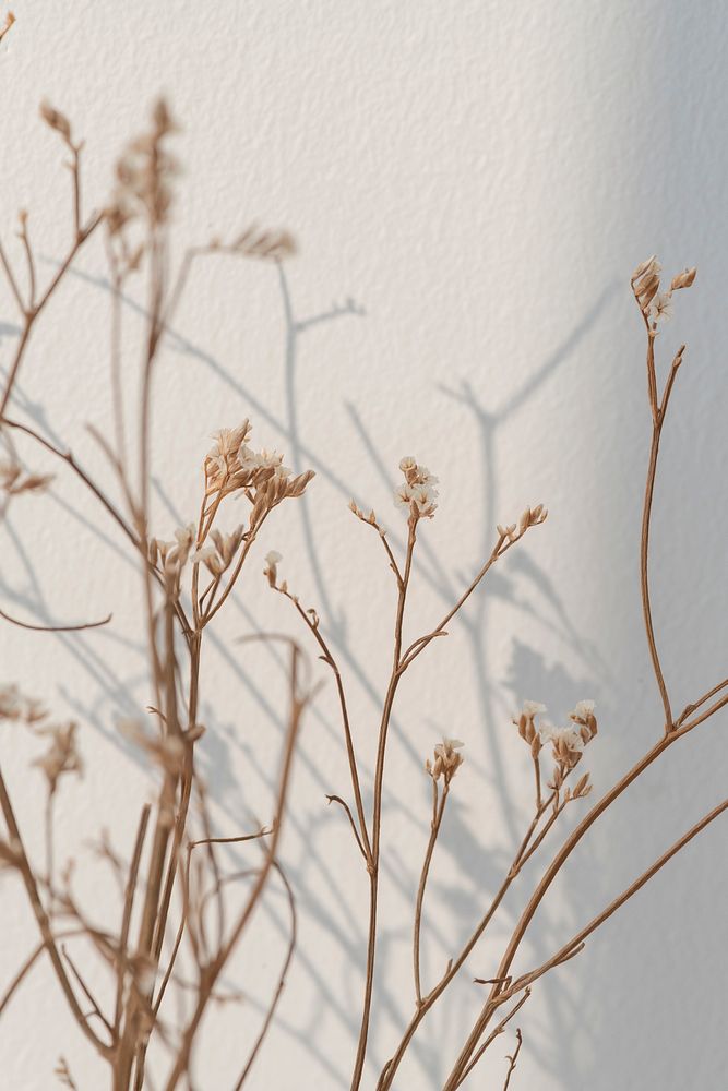 Dried white statice flower with a window shade on a white wall