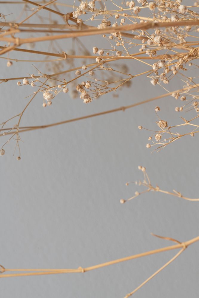 Dried gypsophila on a gray background  with design space