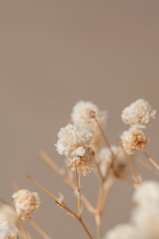 Dried gypsophila flowers macro shot