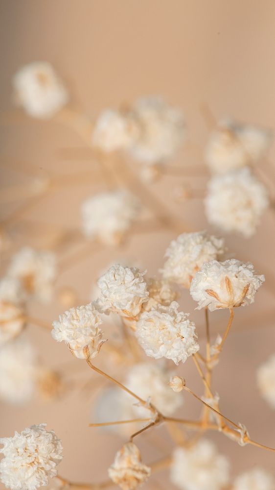 Minimal beige phone wallpaper, Autumn dried flower background