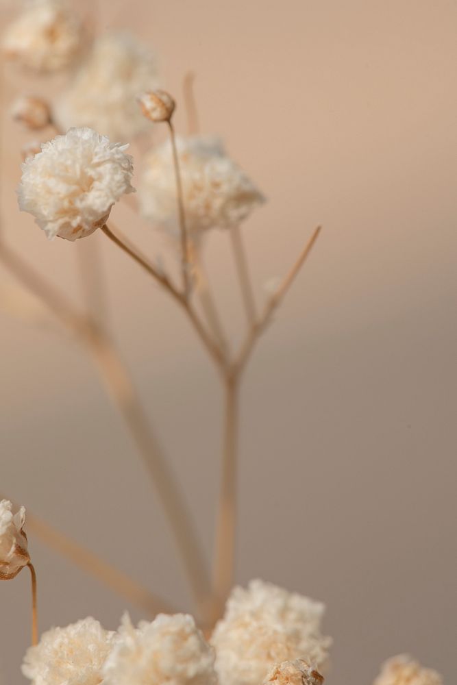 Dried gypsophila flowers macro shot