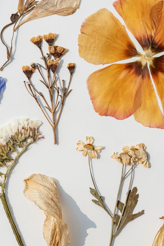 Dried flowers collection on a white wall