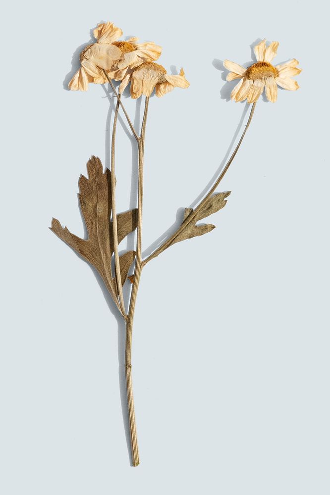Dried daisy flower on a blue background