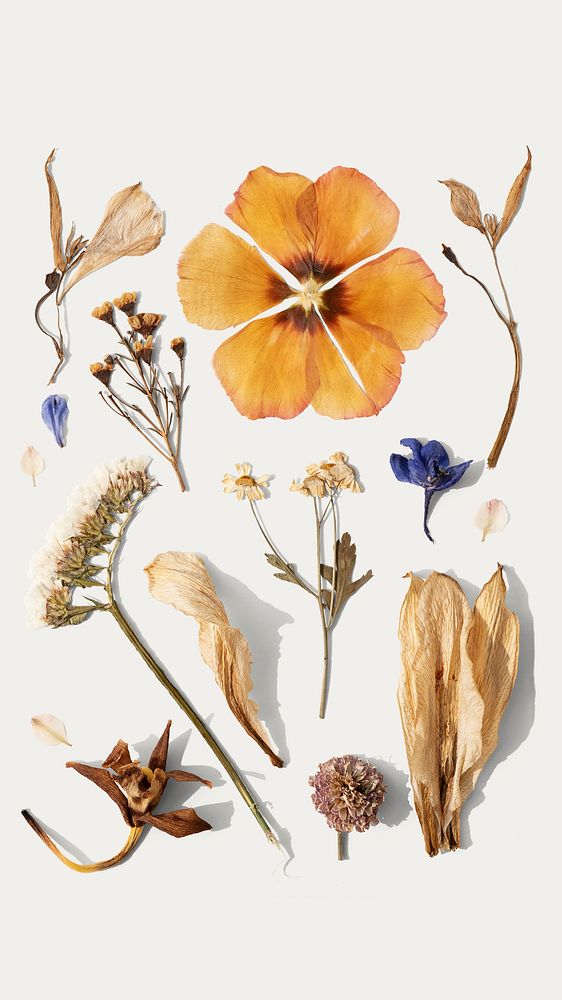 Aesthetic flower iPhone wallpaper, Autumn background 