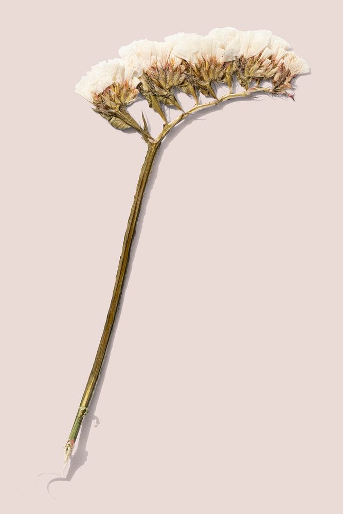 Dried white statice flower on a beige background