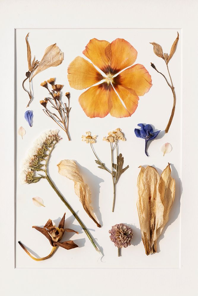 Dried flowers collection in a frame