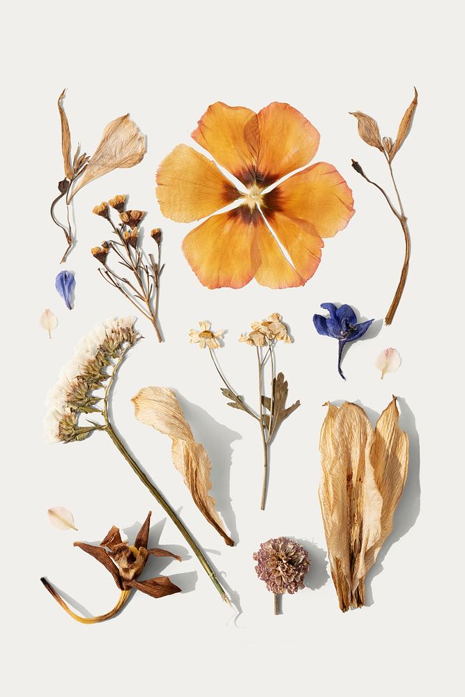 Dried flower collection on a white background mockup