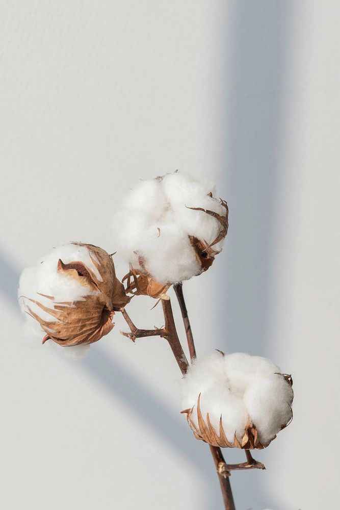 Cotton flower branch with a window shade