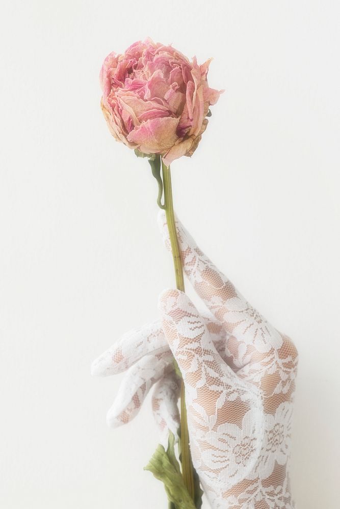 Woman in a lace glove with a dried pink peony flower
