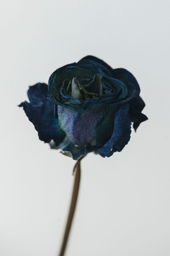 Dried blue rose on a light gray background