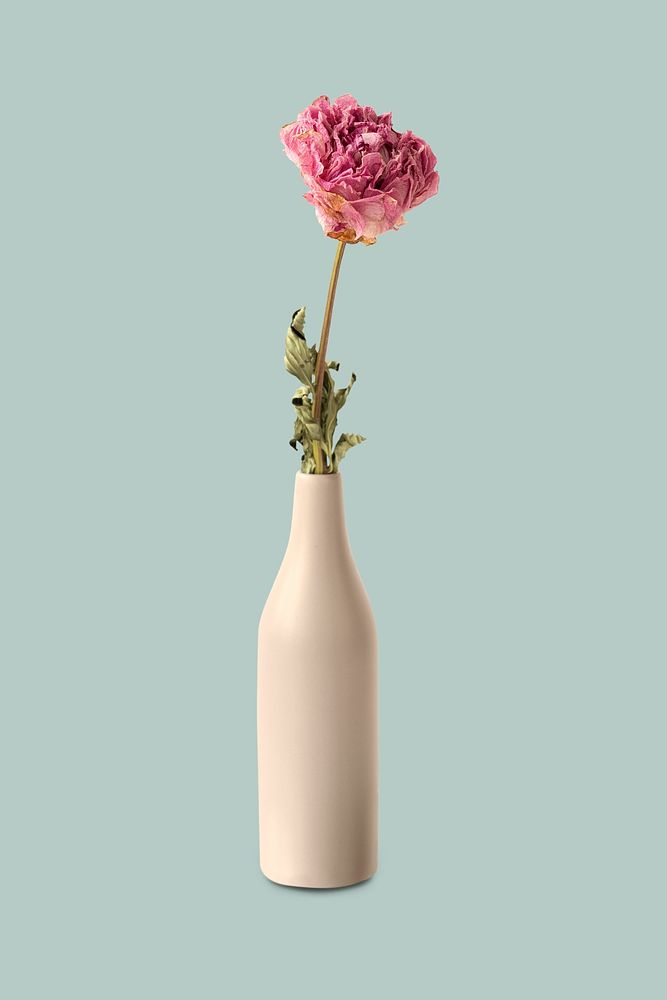 Dried pink peony flower in a beige vase