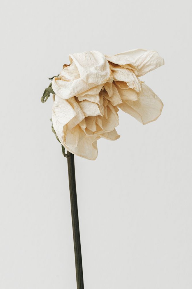 Dried white flower on a gray background