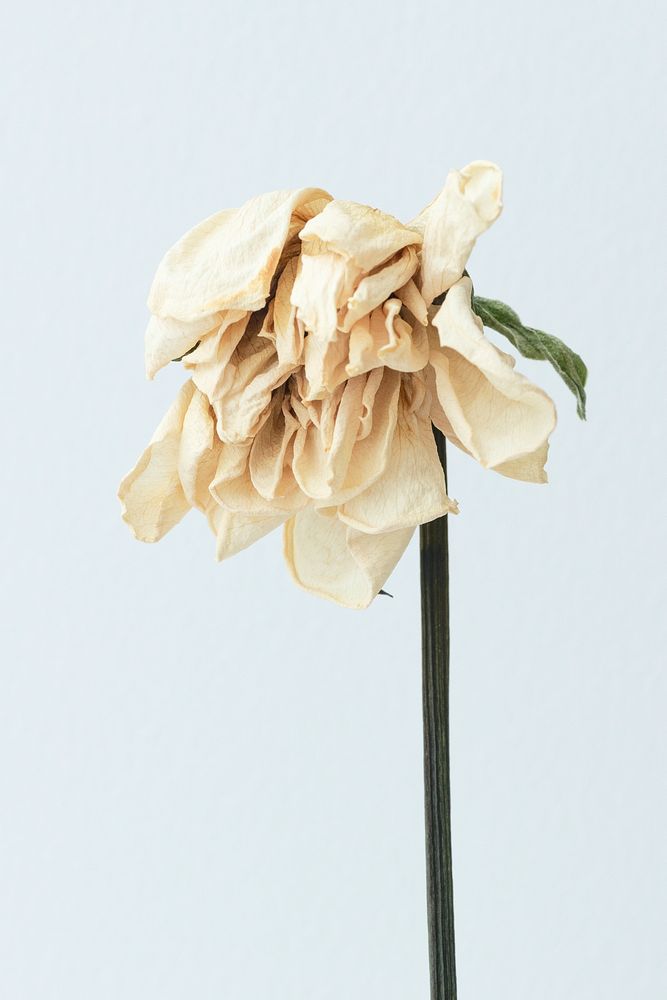 Dried white flower on a white background
