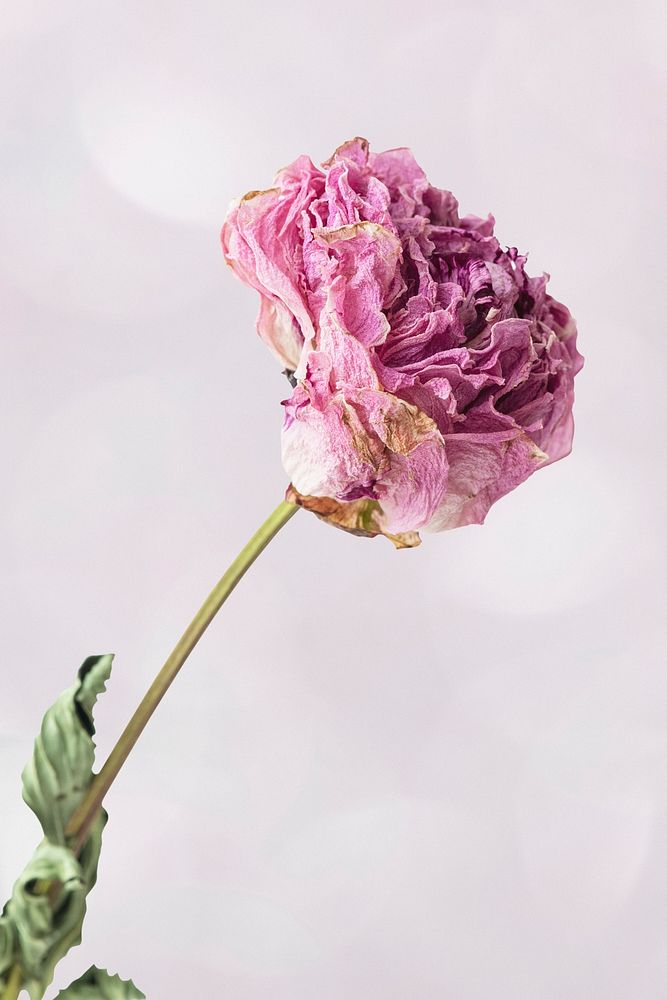 Dried pink peony flower on a purple background