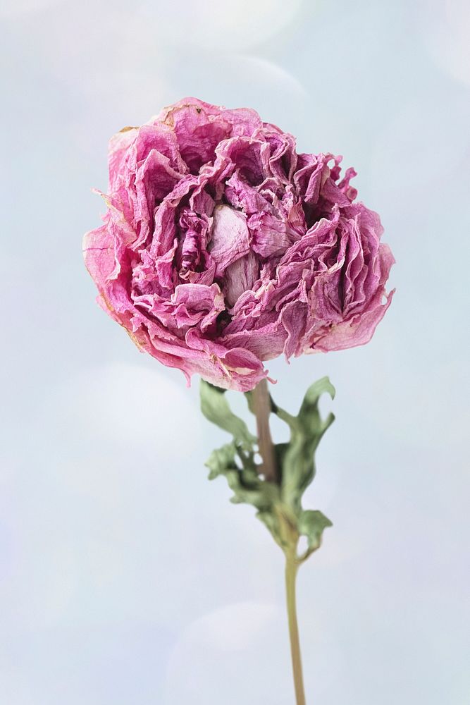 Dried pink peony flower on a light blue background