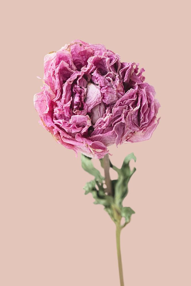 Dried pink peony flower on a pink background