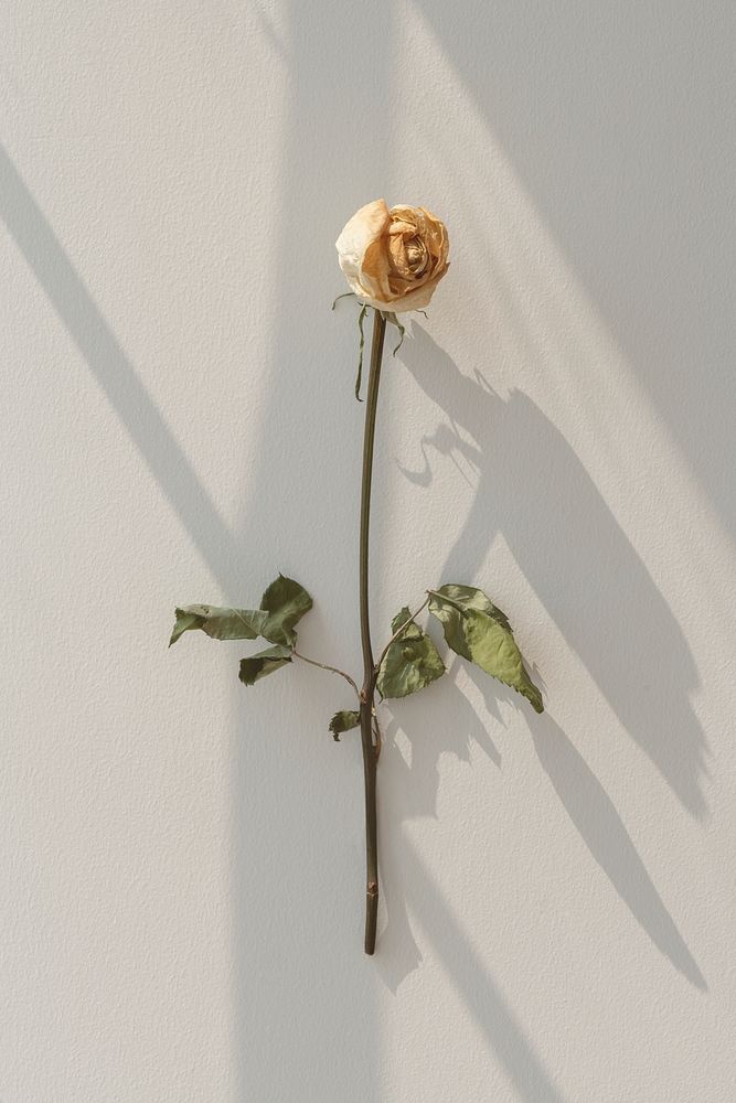 Dried white rose flower with a window shadow on a wall