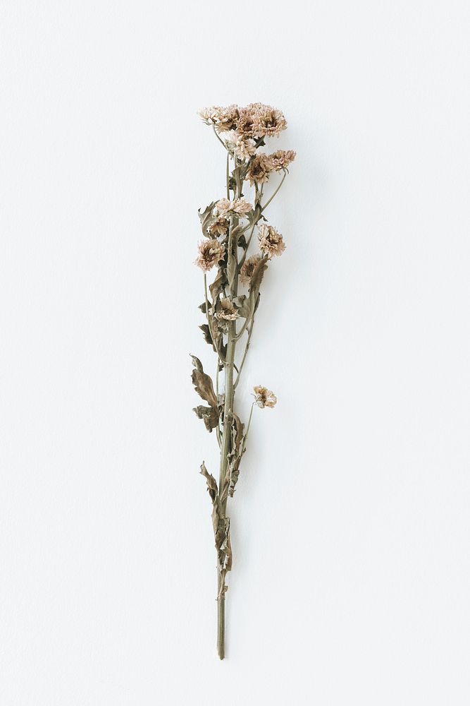 Dried chrysanthemum flower on a white background