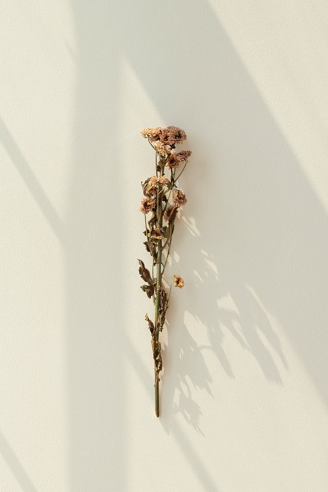Dried chrysanthemum flower on an off white wall