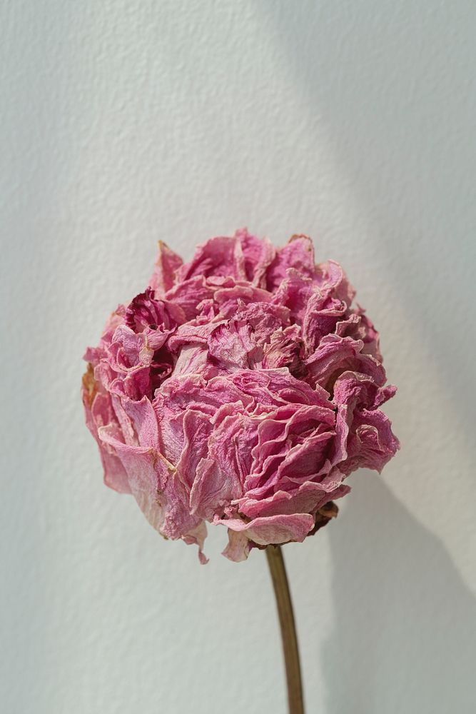 Dried pink peony flower on a gray backgrounnd