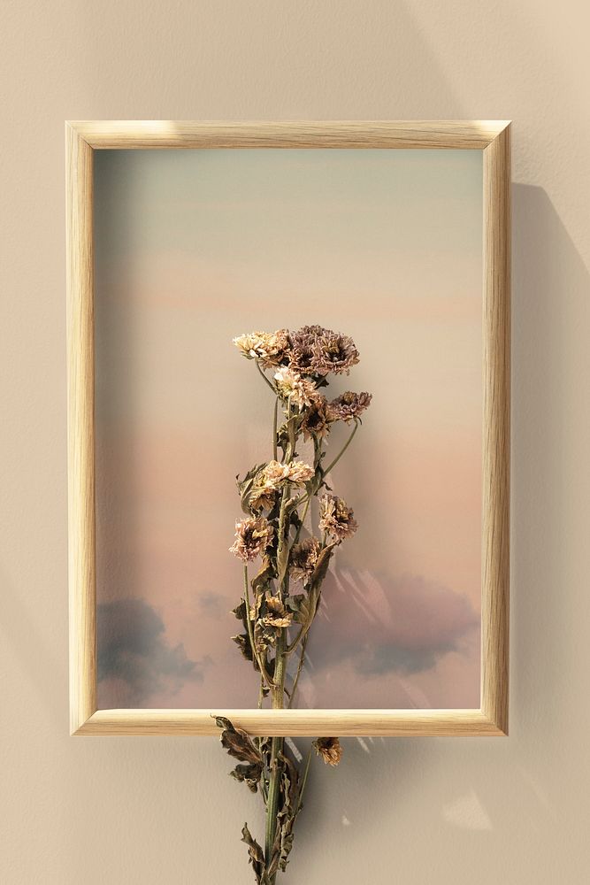 Dried chrysanthemum flower in a woode frame