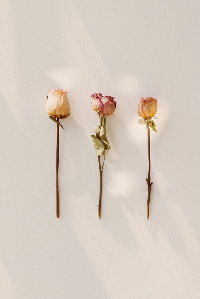 Dried roses on a white background flatlay