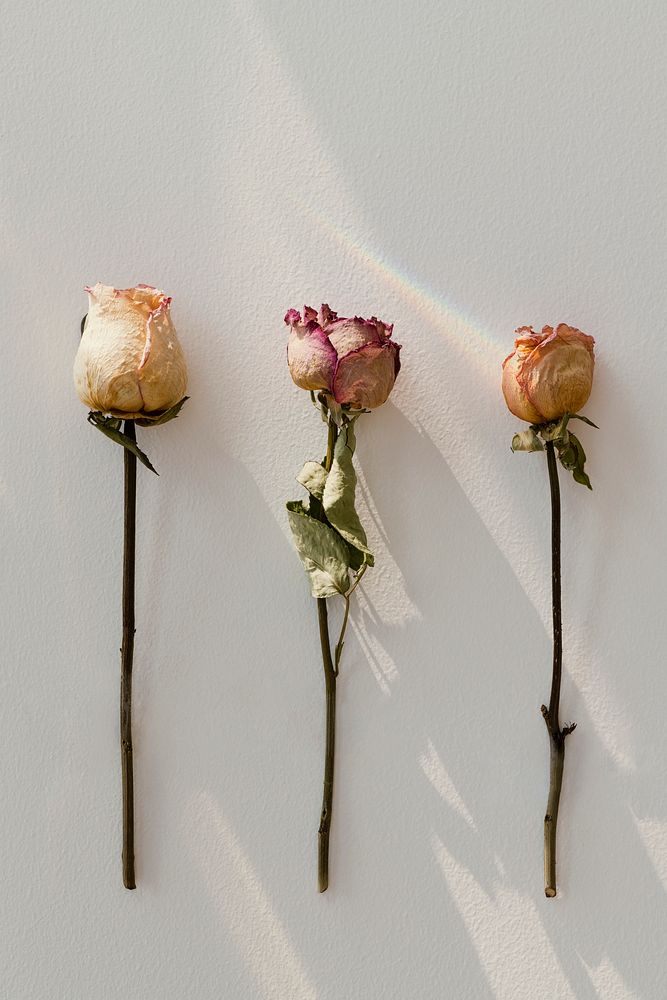 Dried roses on a white background flatlay
