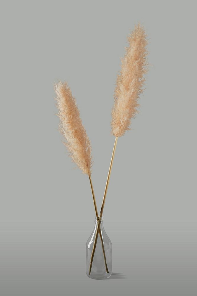 Dried pampas grass in transparent bottle