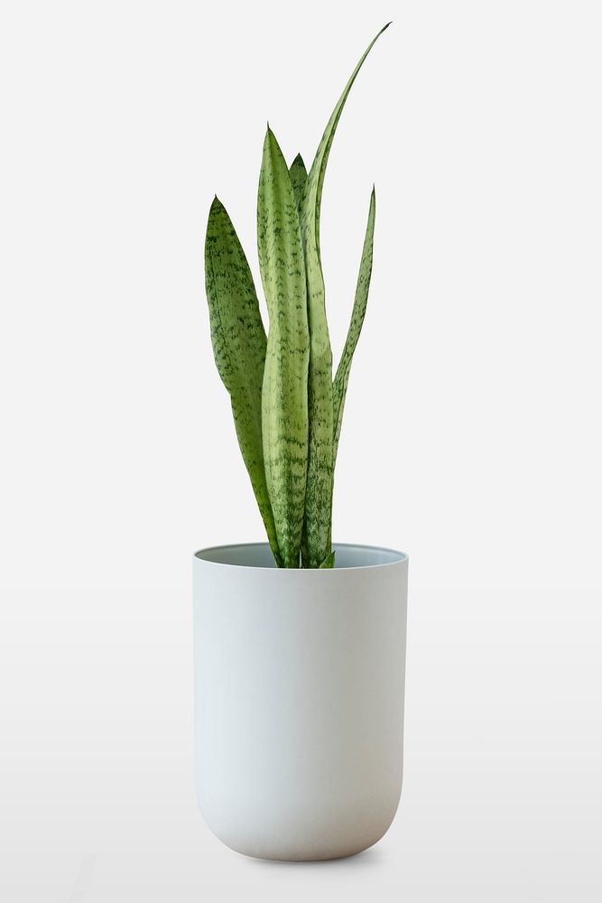 Snake plant in a white pot