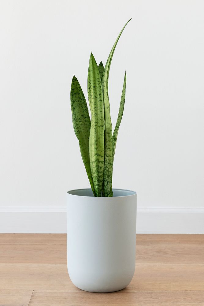 Snake plant in a white pot 