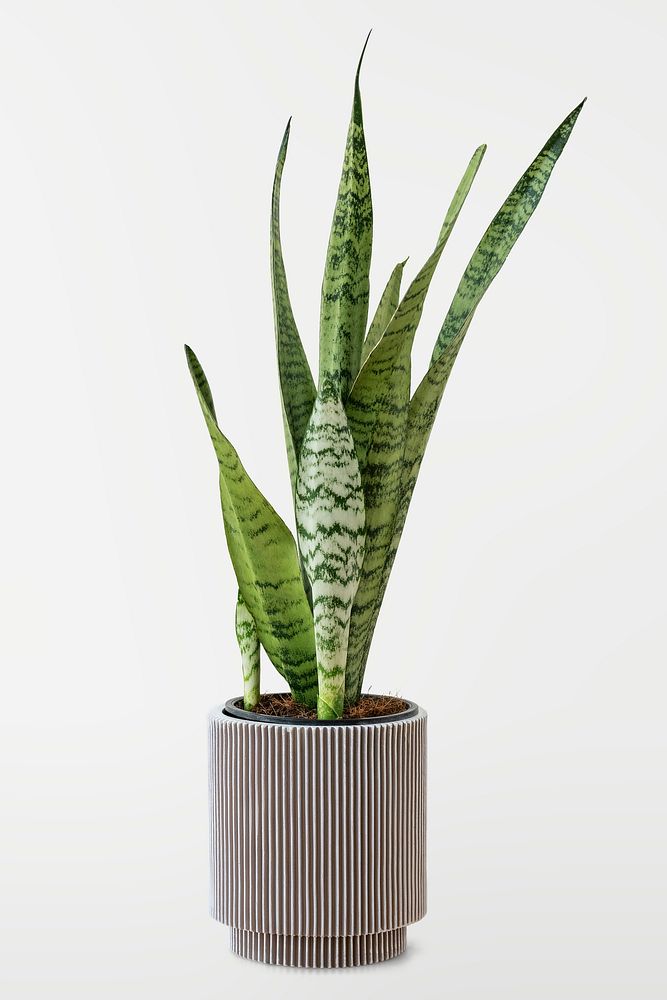 Snake plant in a gray pot