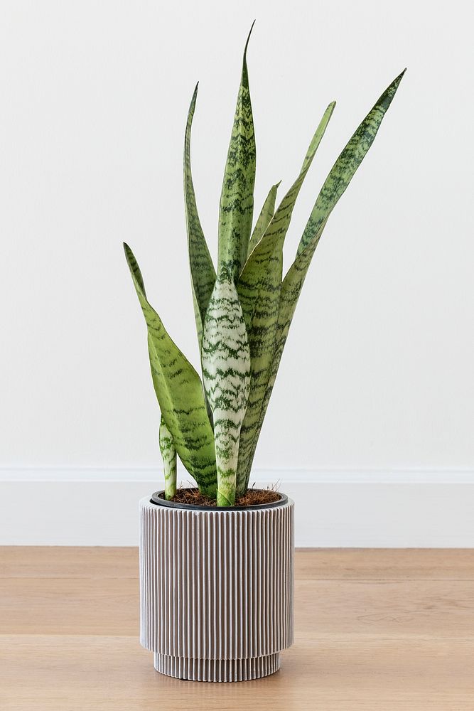 Snake plant in a gray pot