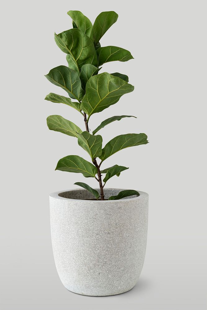 Fiddle-leaf fig plant in a white pot