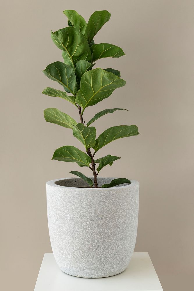 Fiddle-leaf fig plant in a white pot