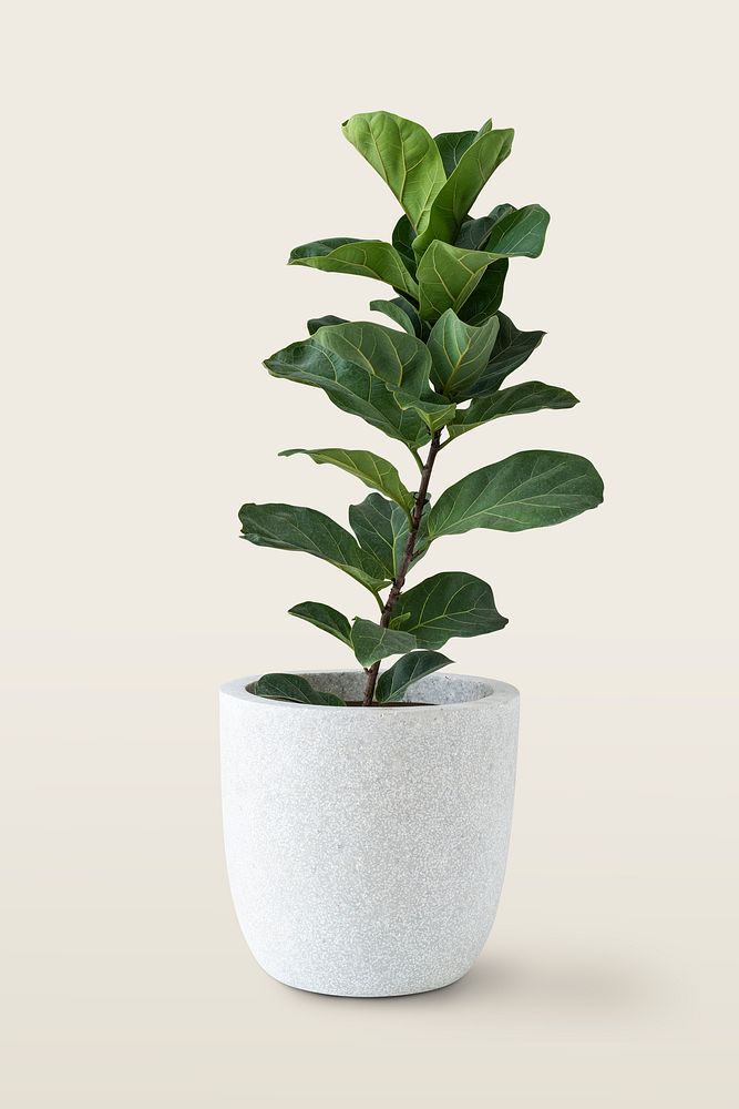 Fiddle-leaf fig plant white pot | Premium PSD - rawpixel