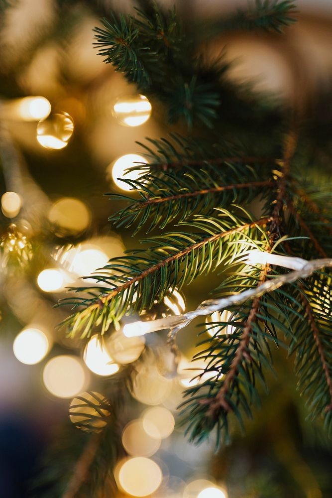 Fesive Christmas tree with fairy lights