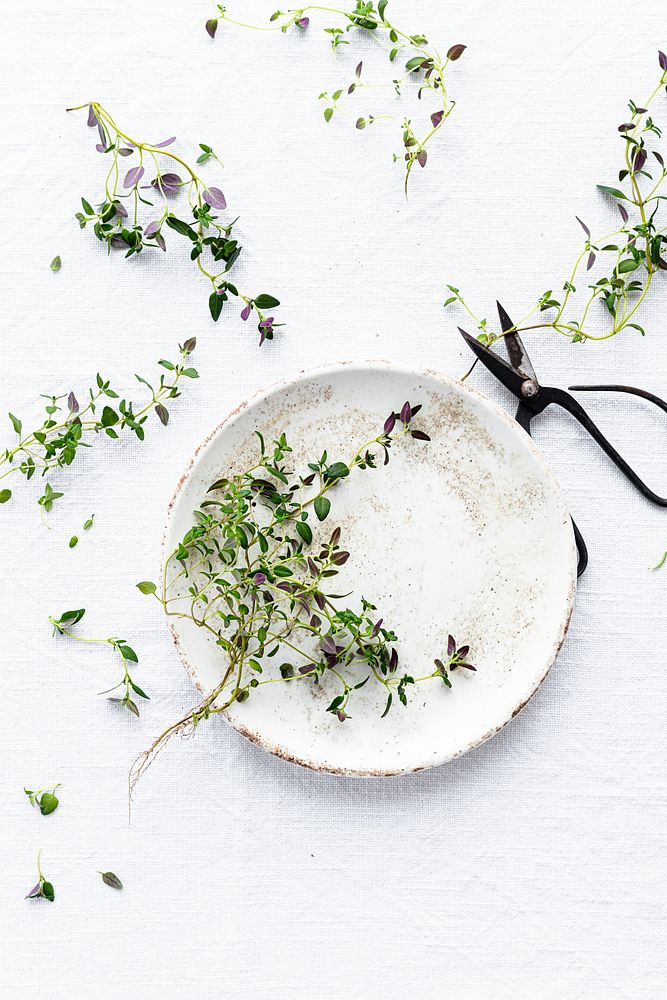 Thyme leaves on a dish flat lay food photography