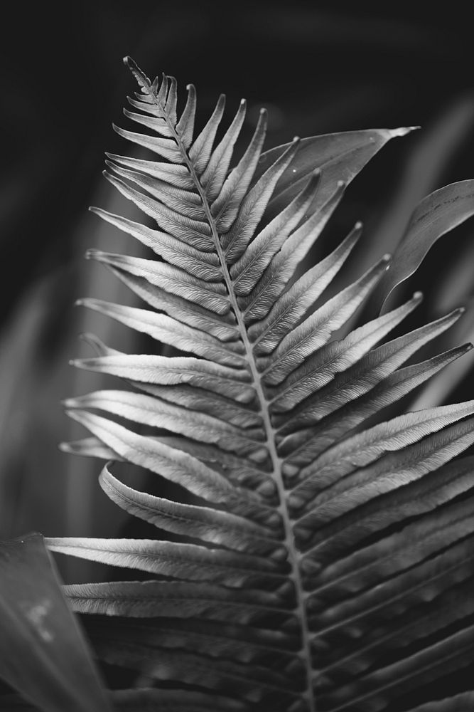Fern leaf close up in bw nature background