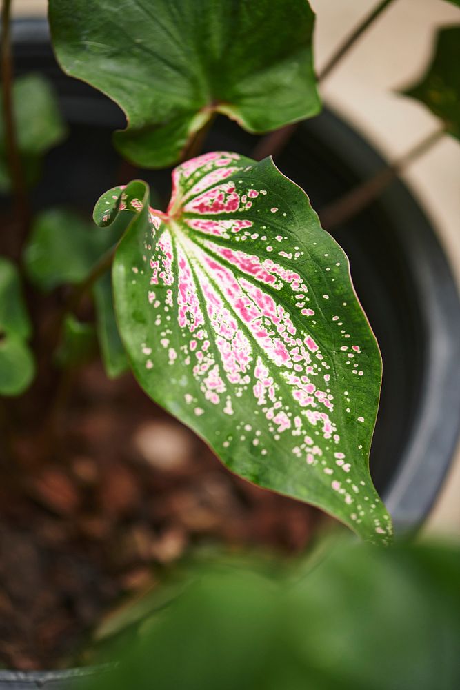 Caladium bicolor leaf in macro shot