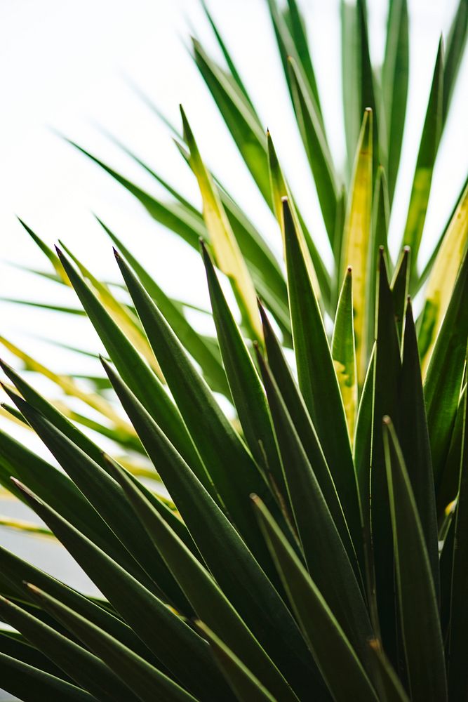 Palm leaf in macro shot close up