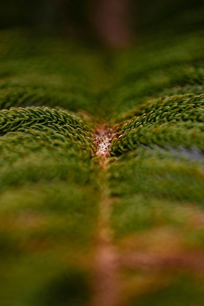 Island pine in macro shot
