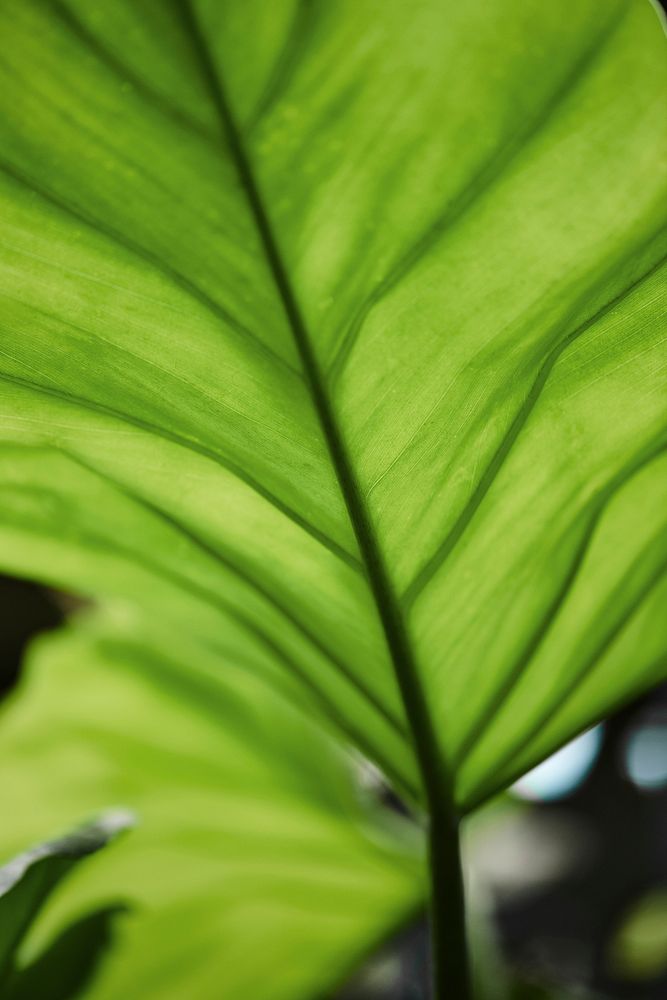 Green leaf in macro shot