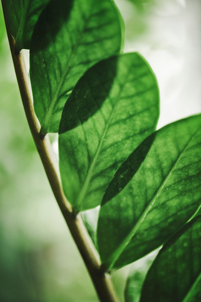 Green leaf in close up shot