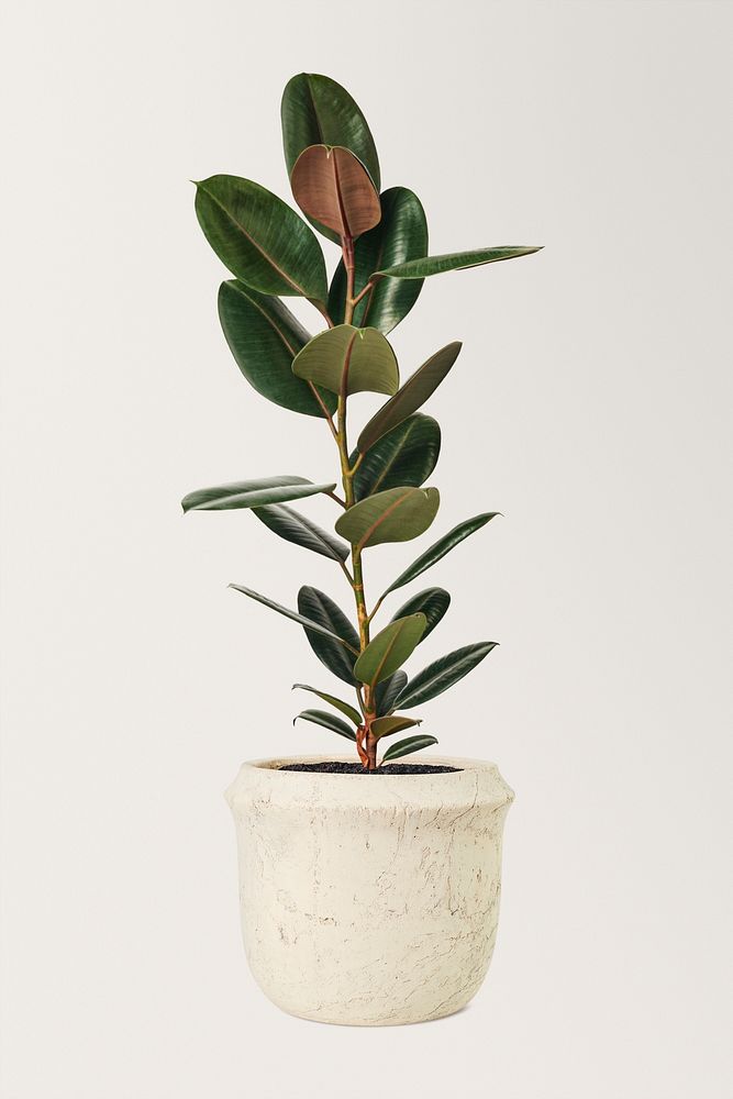 Rubber plant mockup psd air-purifying plant