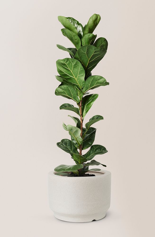 Fiddle leaf fig mockup psd air-purifying plant