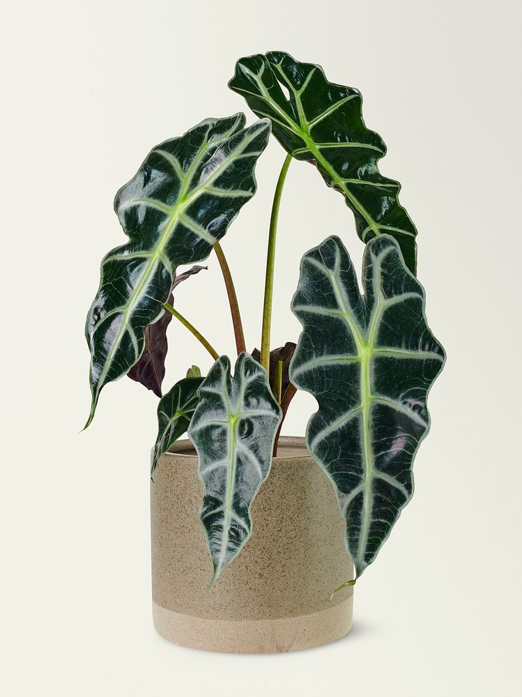 Alocasia polly mockup psd in a ceramic pot