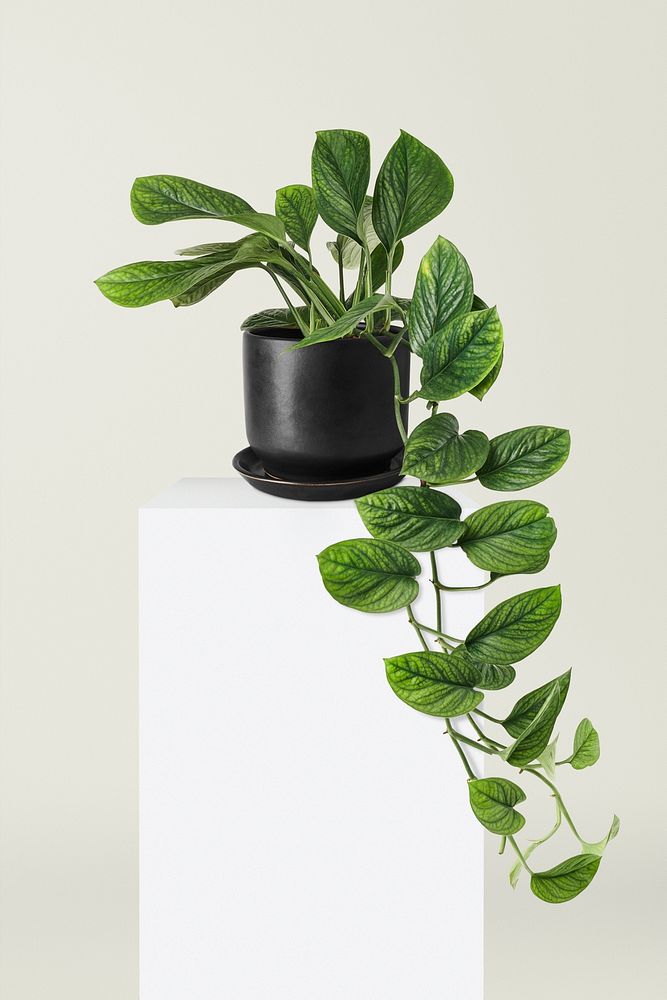 Philodendron opacum mockup ps  in a ceramic pot
