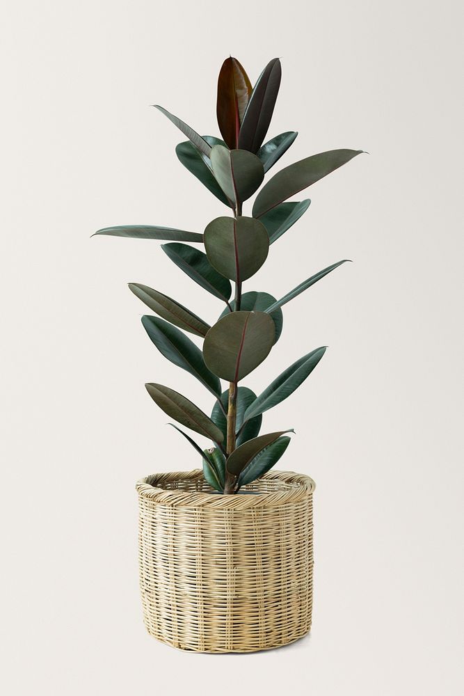 Rubber plant mockup psd in a wicker pot  air-purifying plant